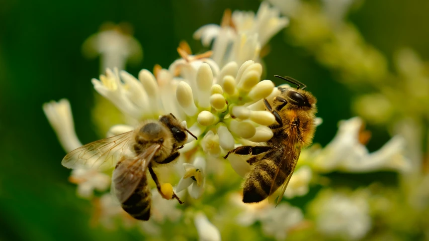 two honey bees sit on white flowers that are very close together