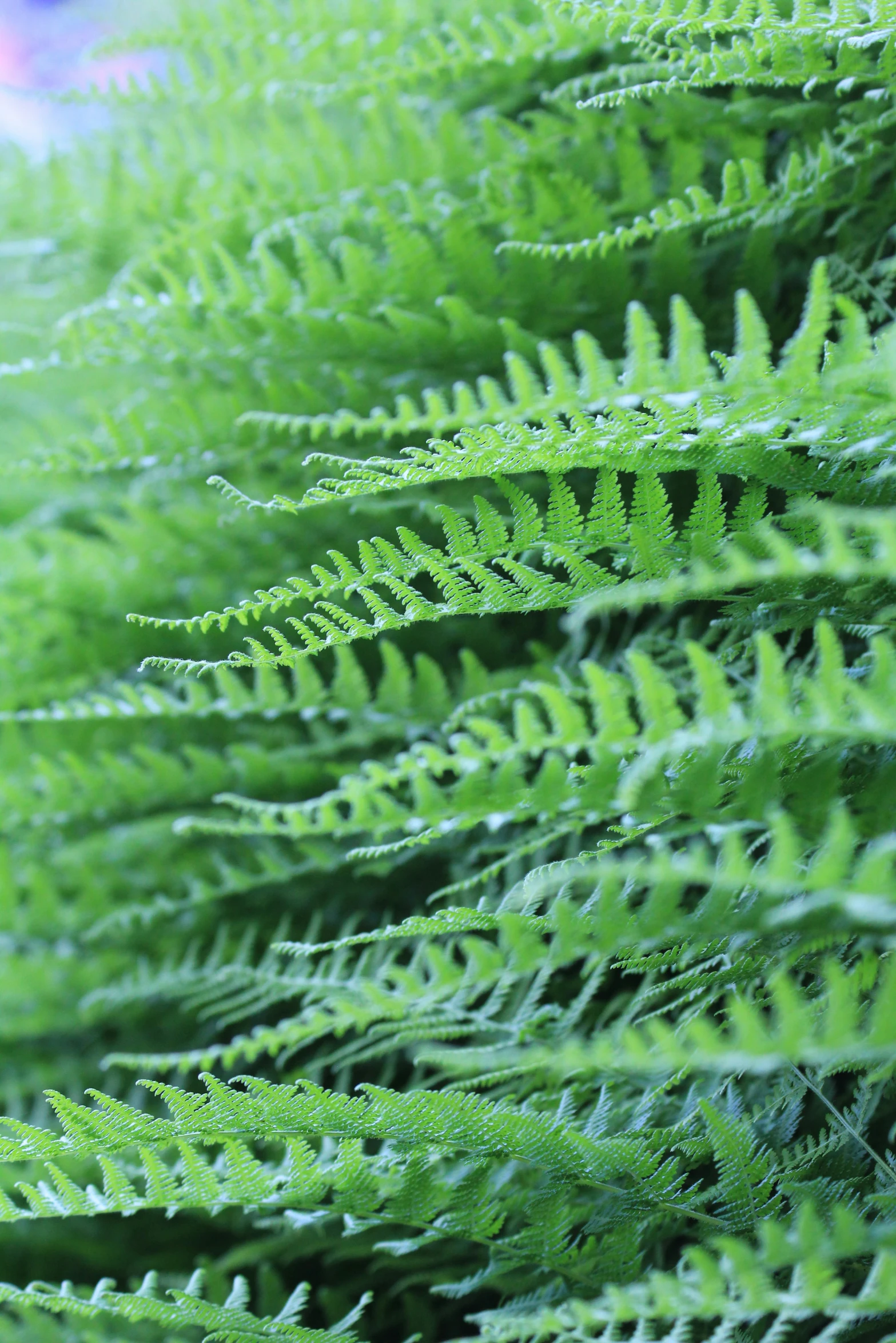 the foliage is green and thick with leaves