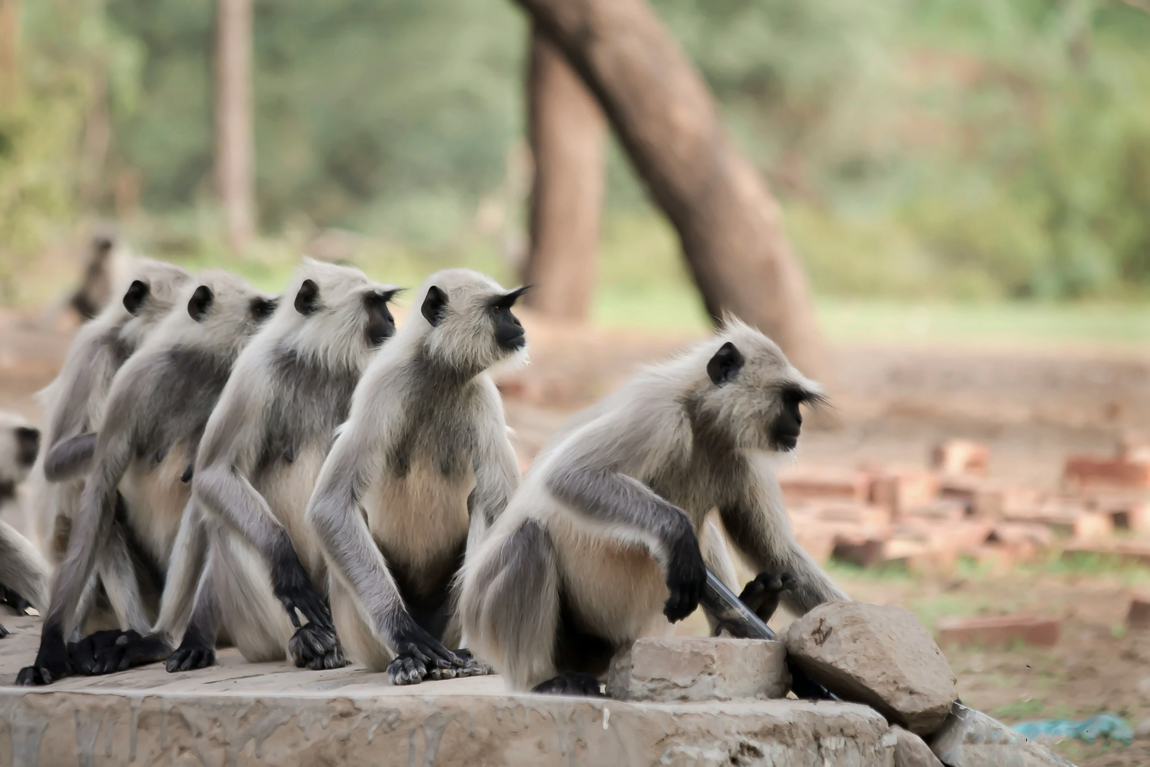 a group of monkeys are sitting on a stone slab