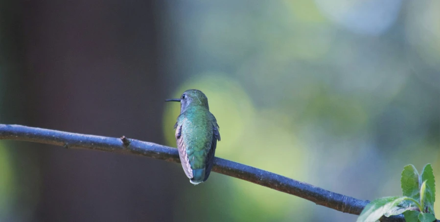 the bird is perched on a thin nch with the leaves