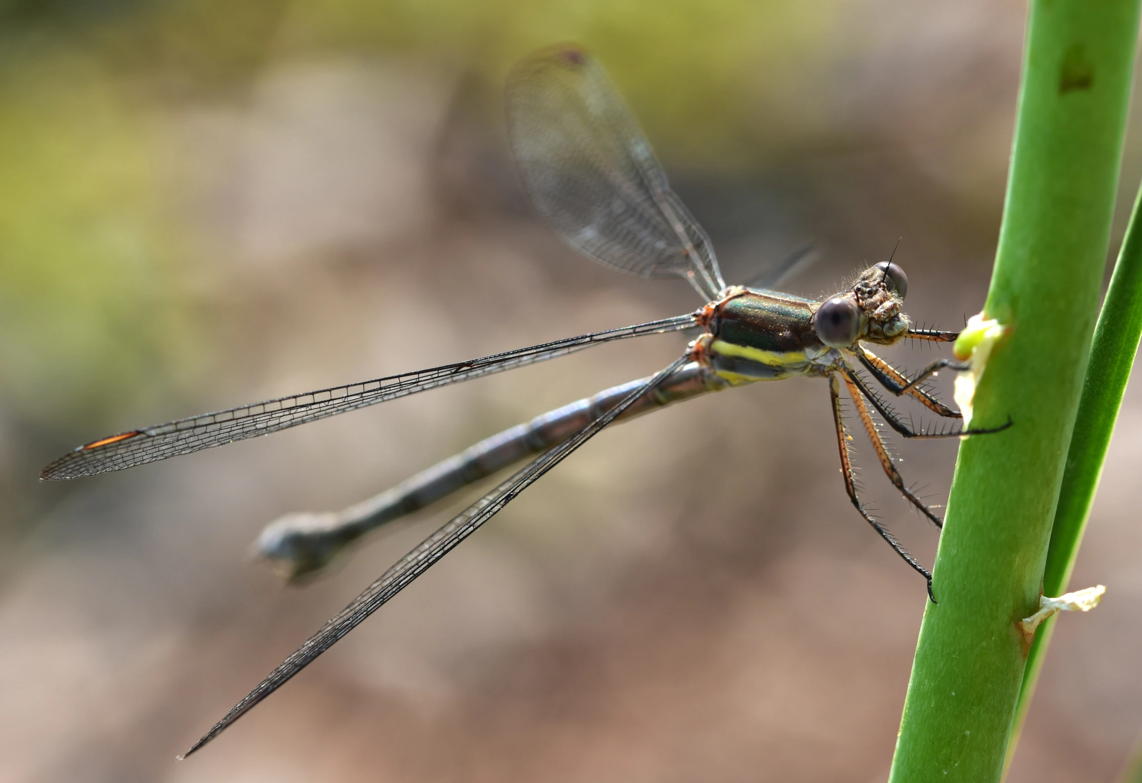 a close up of a insect on a green leaf