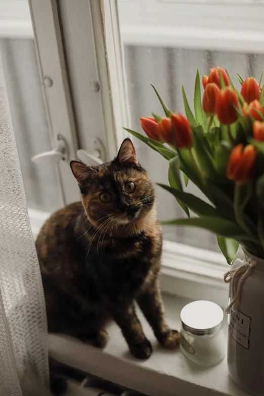 a cat on a window sill in front of flowers