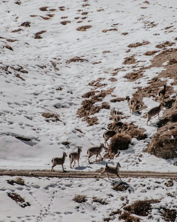five deer on a snow covered slope