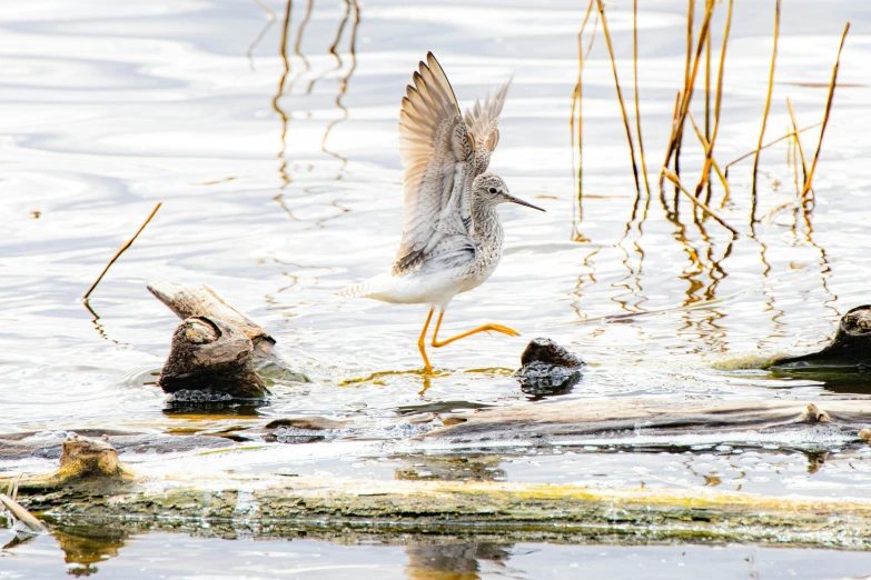 a bird on a pond with it's wings outstretched