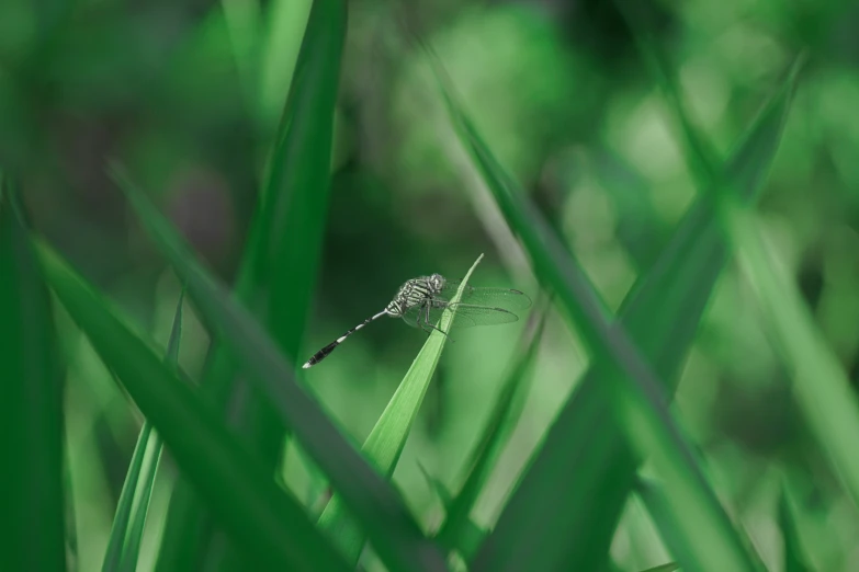 a tiny insect sits on a green blade