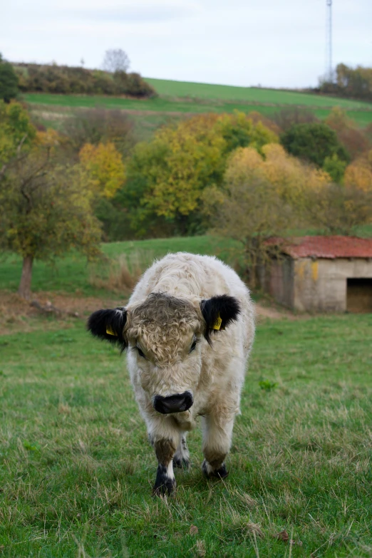 a small cow walks across a field with grass and trees