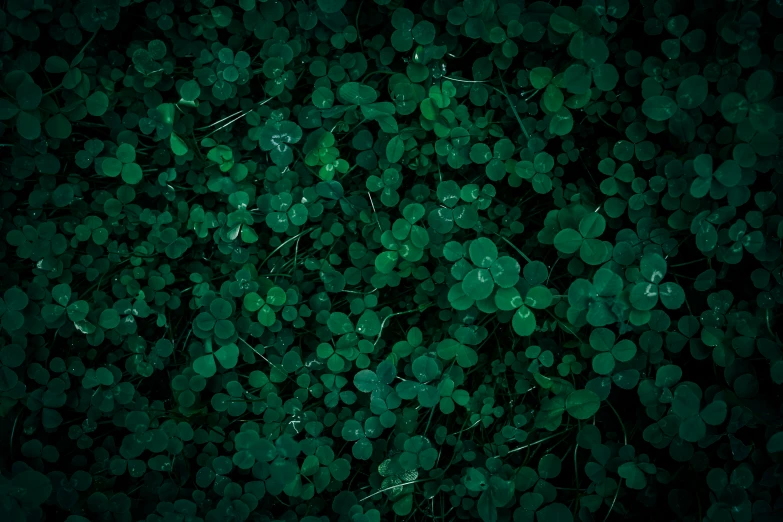 green leaves with the darkness reflected in it