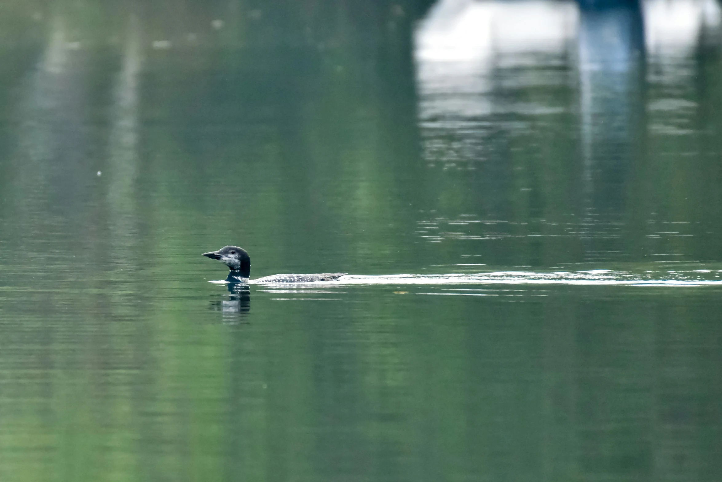 the bird is swimming alone in the pond