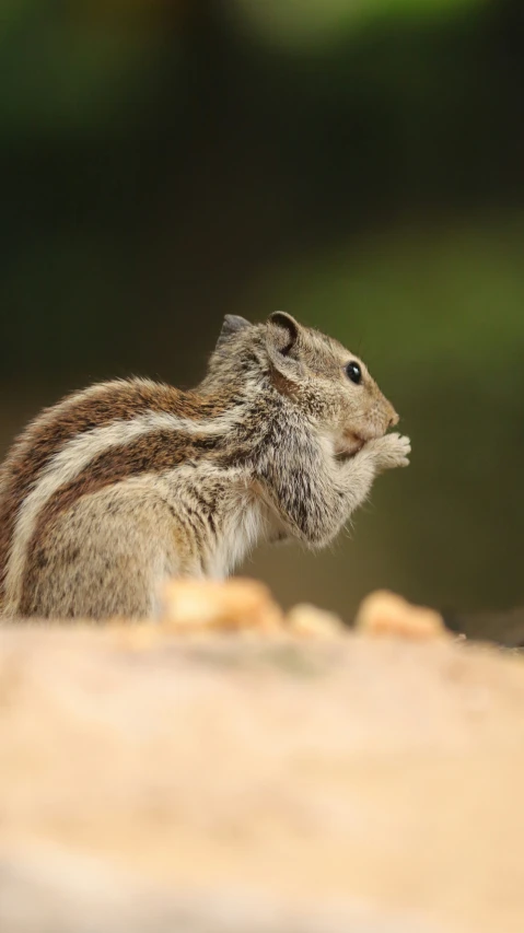 the rodent is smelling the ground near some nuts