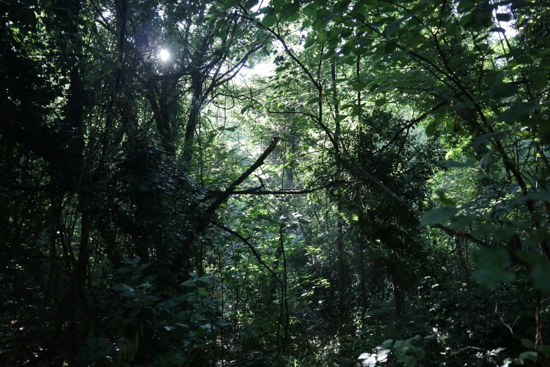 a forest filled with lots of tall trees