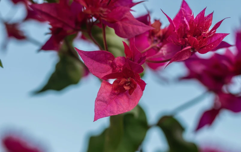 a close up view of purple flowers and leaves