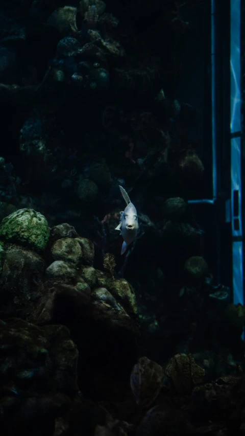 an aquarium with some fish and rocks around it