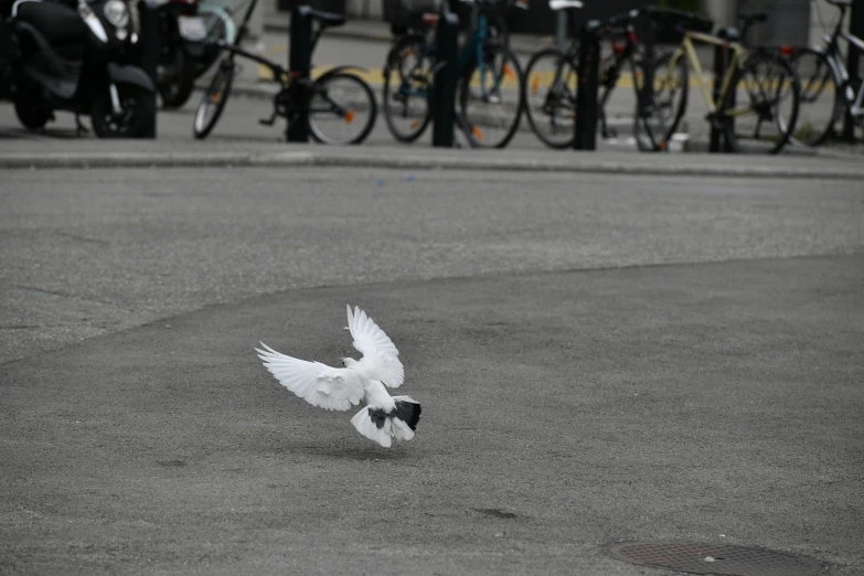 a white and black bird landing on concrete