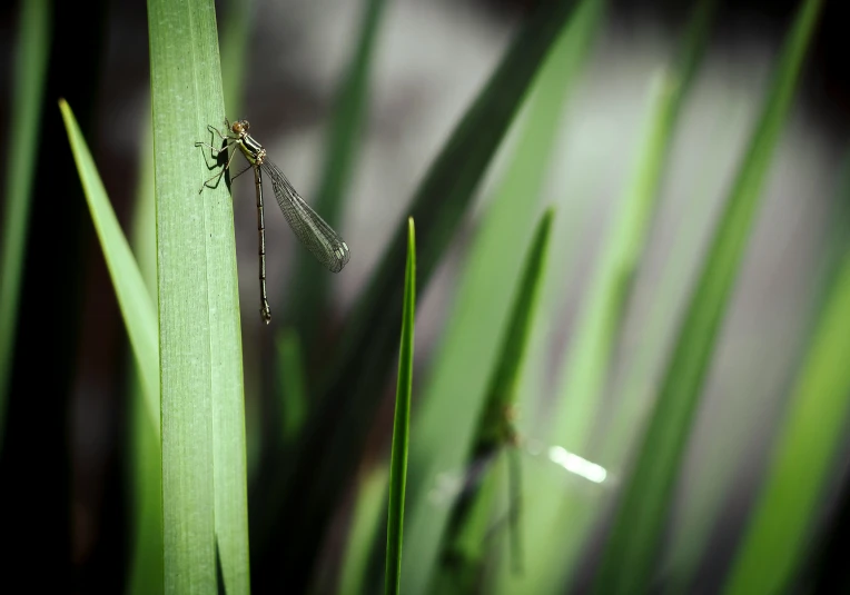 a dragon fly sits on the tip of a tall blade of grass