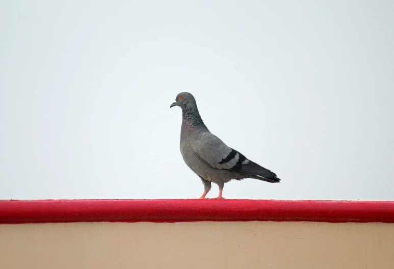 a close up of a pigeon standing on a roof