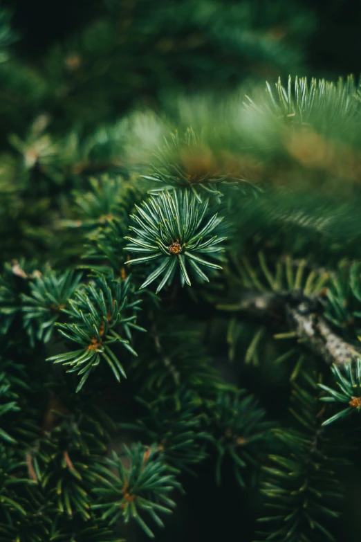 small pine needles grow on the nch of a tree