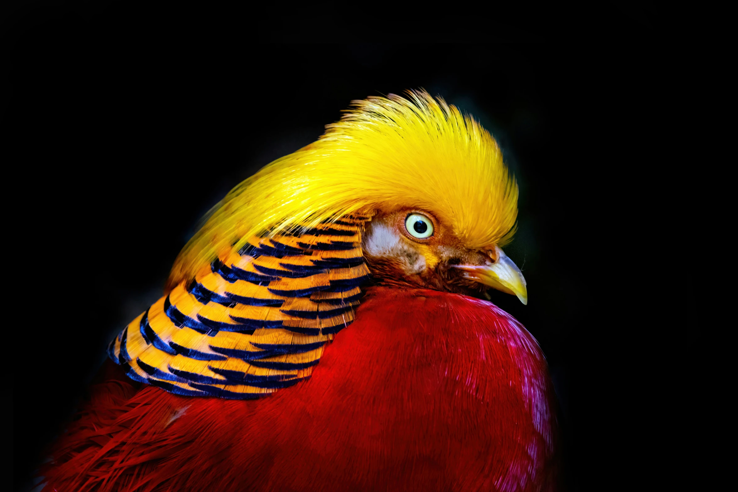 a bird with bright colors standing next to a black background