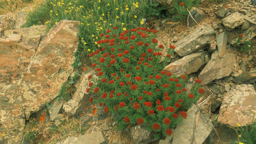 the red flower is growing between large rocks