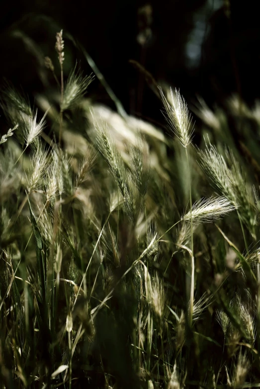 sunlight shining through the grass and creating a shadow on it