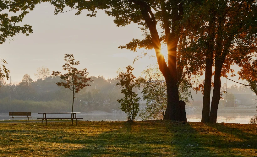 a bench in the park under some trees