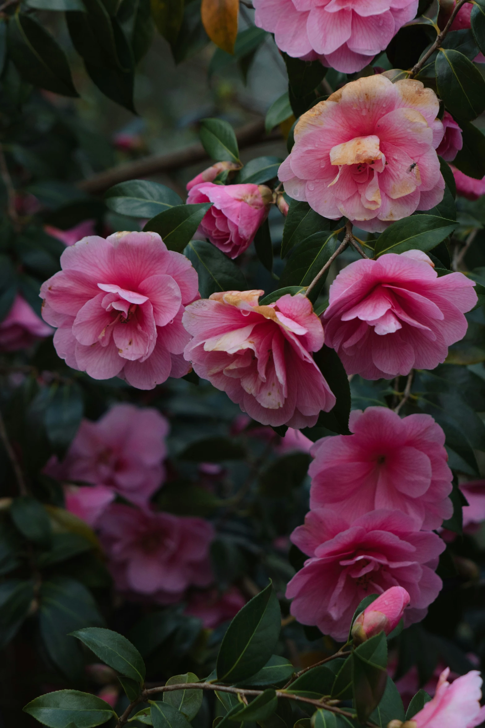 pink and yellow flowers with dark green leaves