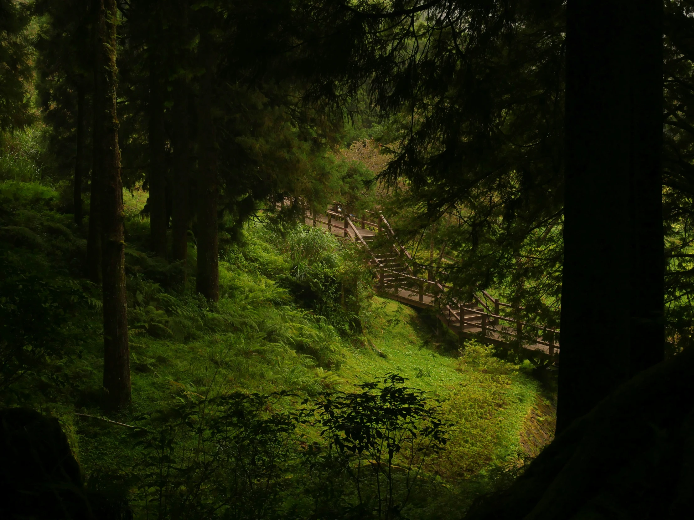 sun shines through the trees and lights the pathway to an enclosure