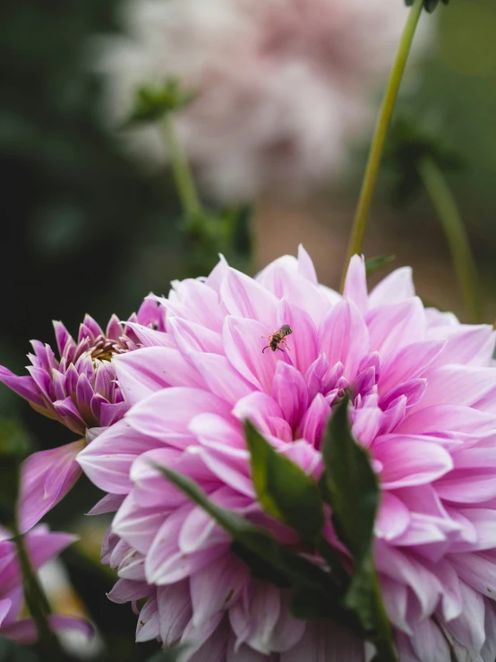 a pink flower with a bug on it