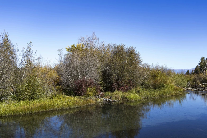 a small body of water next to some tall trees