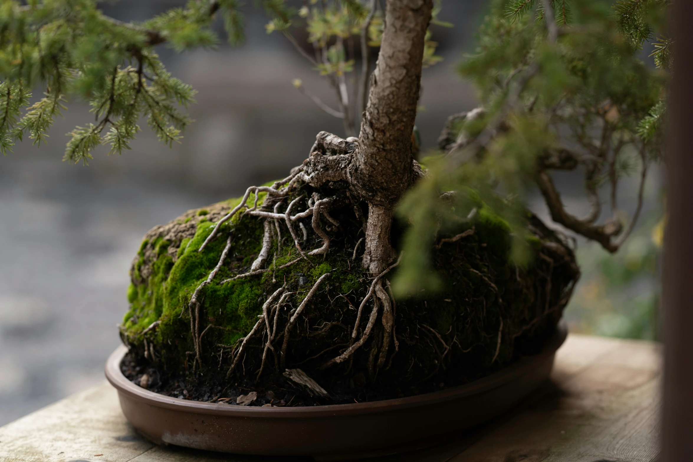 the large tree has several roots on it