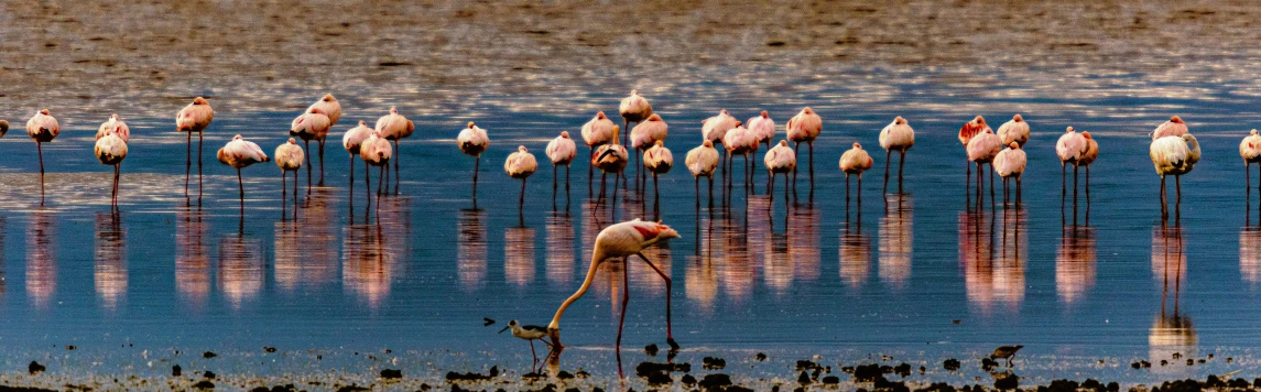 a group of flamingos with their heads above water