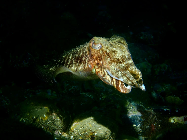 a cuttle sea animal is standing on the reef