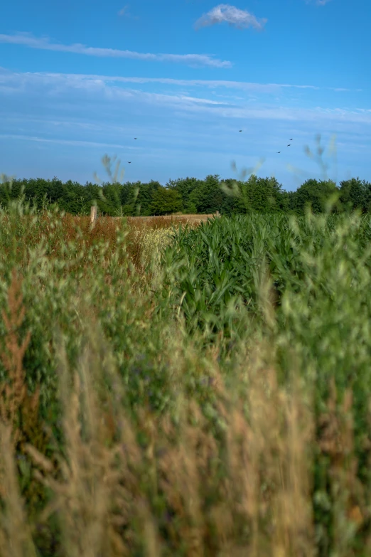 a large field is shown with a bunch of tall grass