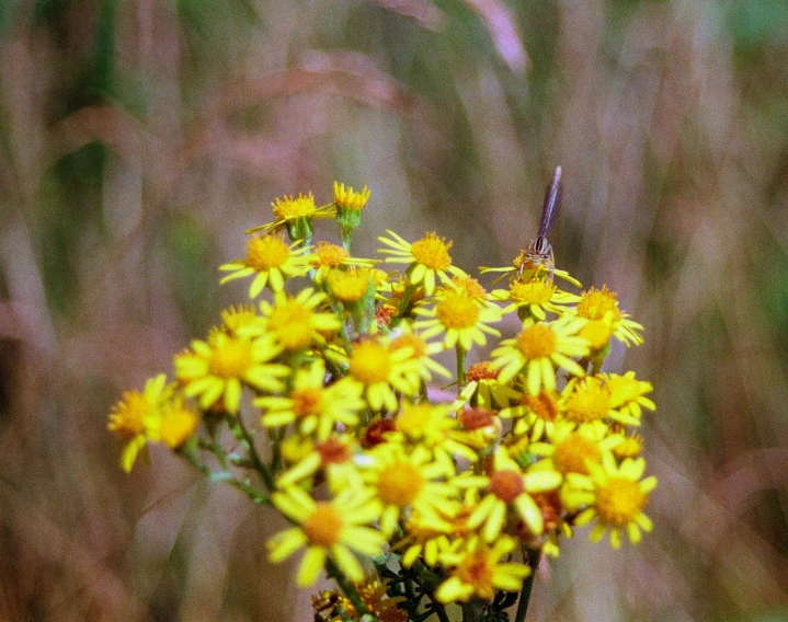 a vase that has a bunch of yellow flowers in it