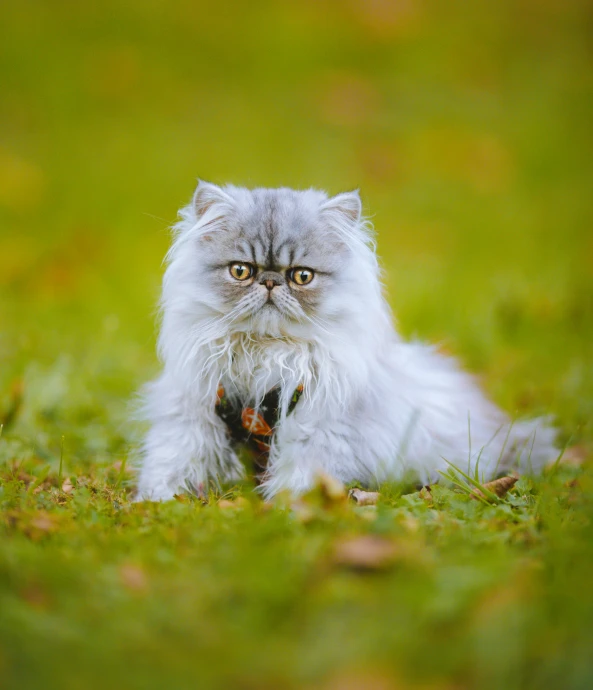 the cat is lying down in the grass looking at the camera