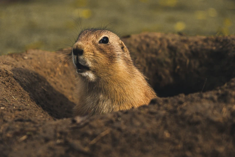 an image of a marmot groundhog looking out