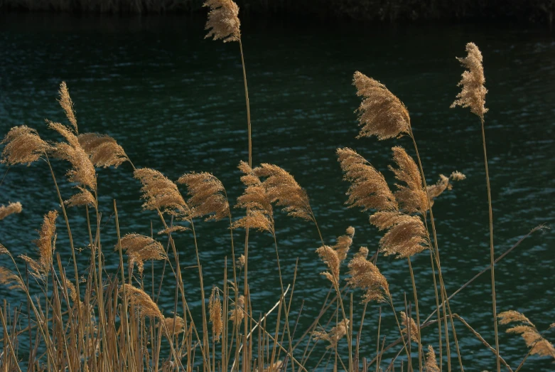 a bunch of tall plants near the water