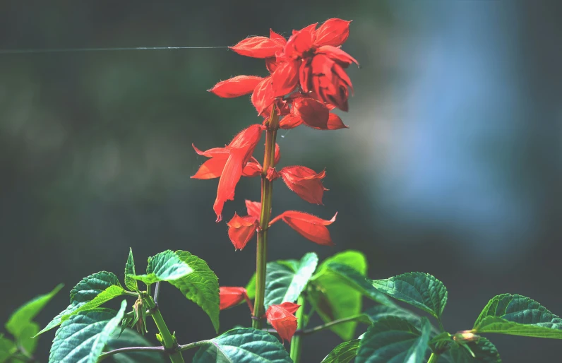 there are red flowers with green leaves