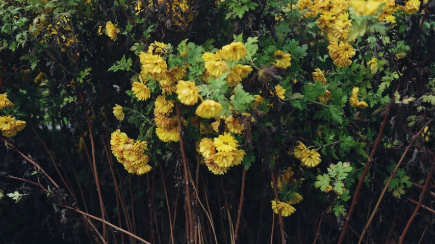 the beautiful yellow flowers bloom on the nches