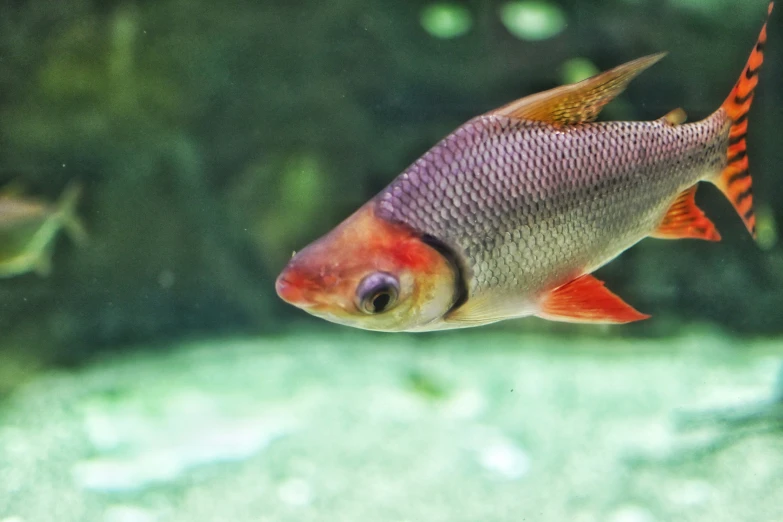 a couple of very pretty fish inside of a tank