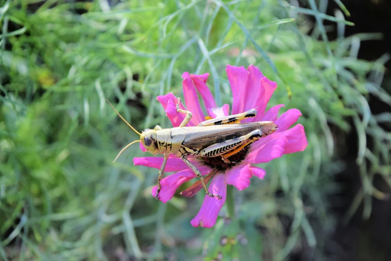 a couple of bugs sitting on top of a flower