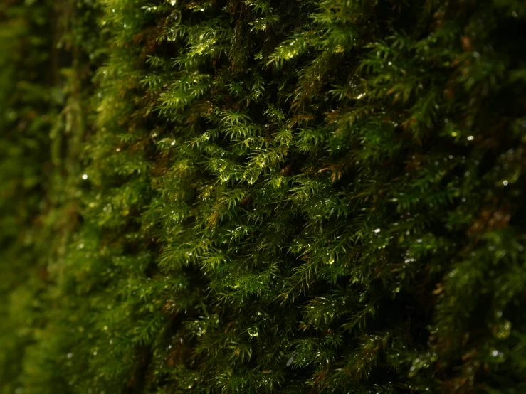 close up po of green grass with small raindrops