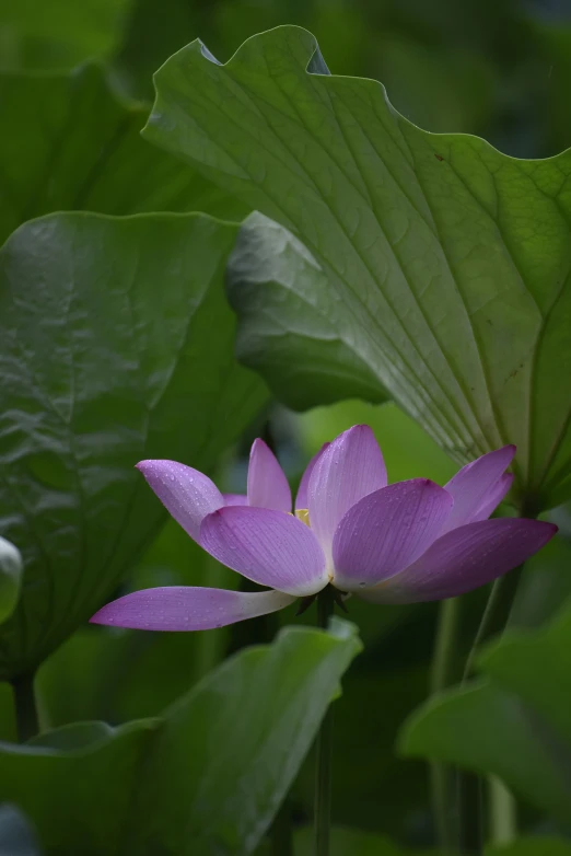 a small flower in the middle of a large leafed plant