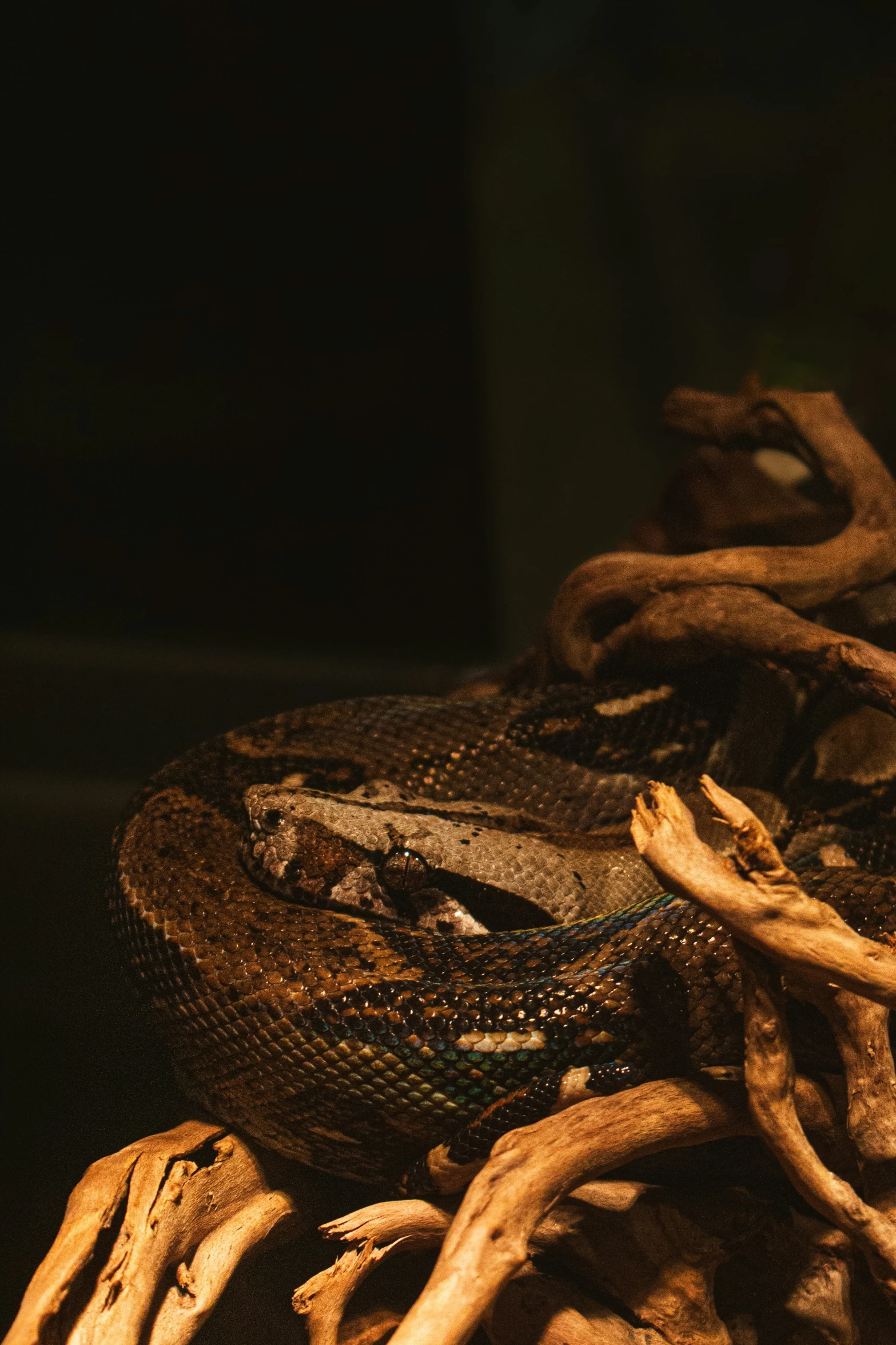 a lizard curled up in brown and black