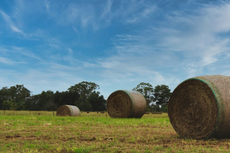 two round hay bales lie in the middle of the grassy field