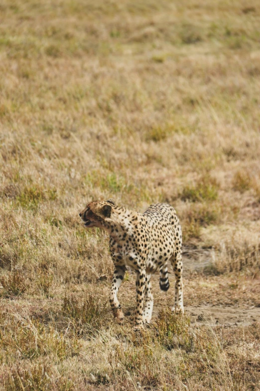 a cheetah looking at its surroundings in the middle of an open field