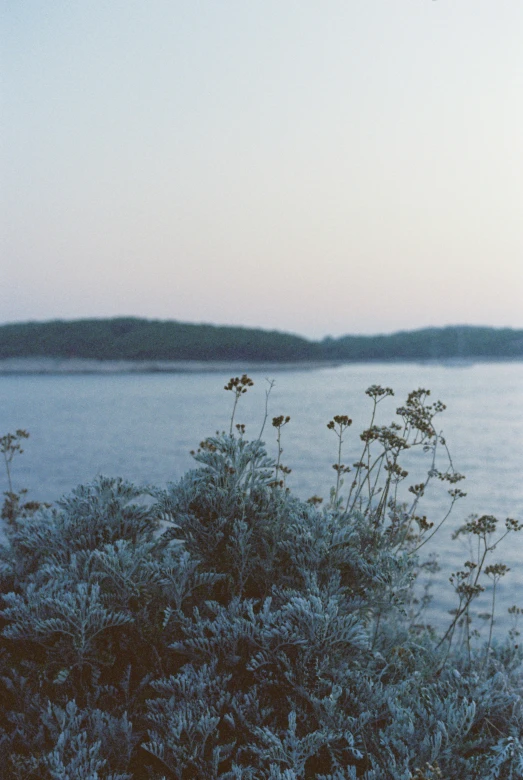 weeds and flowers stand at the edge of the water