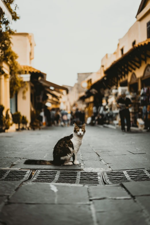 a cat is sitting on the side walk