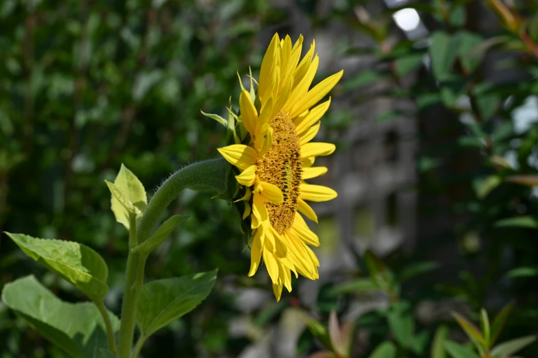 a yellow sunflower in front of a green forest