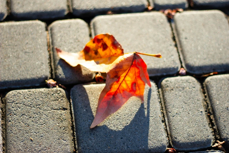 a single autumn leaf lies on a sidewalk