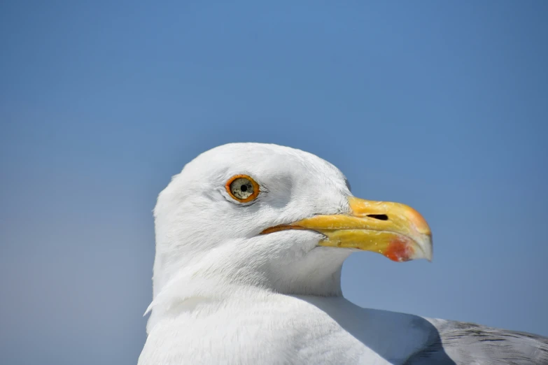 a close up of a bird with the sky in the background